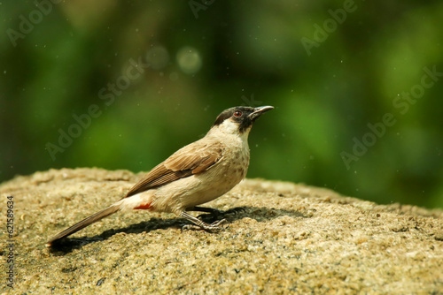 Sooty-headed Bulbul Pycnonotus aurigaster come and bathe in the wells along the rocks photo