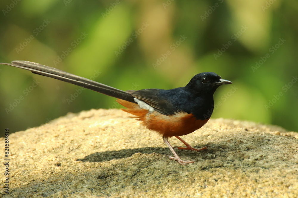 The white-rumped shama (Copsychus malabaricus) sitting on the stone The white-rumped shama (Copsychus malabaricus) sitting on the stone