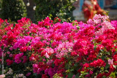 Bougainvillea in the garden of Thailand