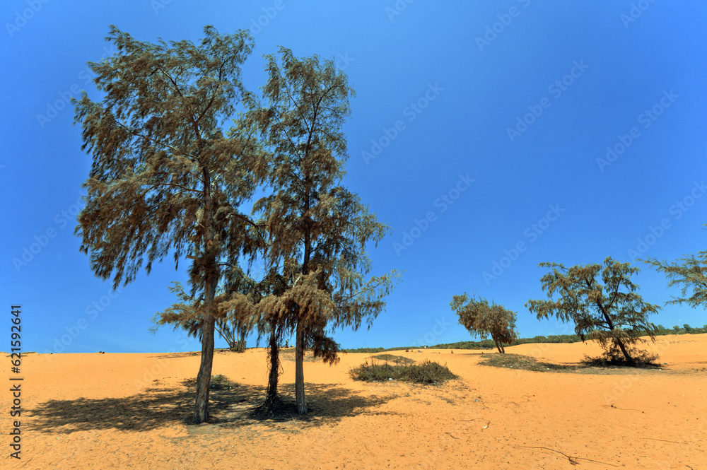 Trees at the Red Sand Dunes of Mui Ne, Vietnam