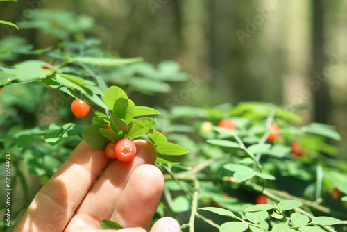 Billede på lærred Hand showing red huckleberry on Huckleberry plant, ready to be harvested