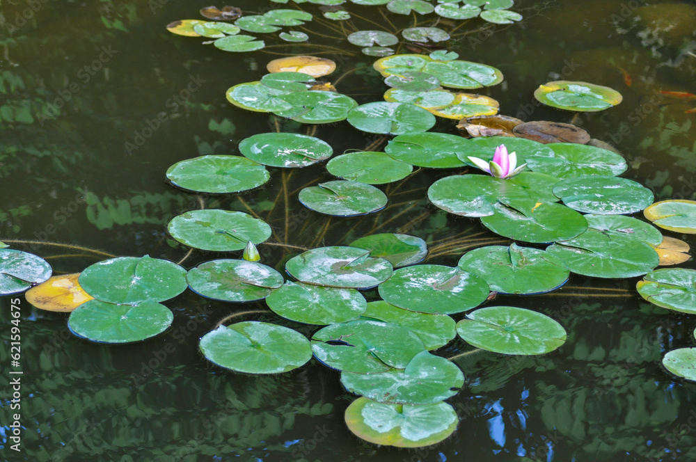 Water Lily And Lily Pads On The Pond In Summer Water Lily And Lily Pads On The Pond In Summer