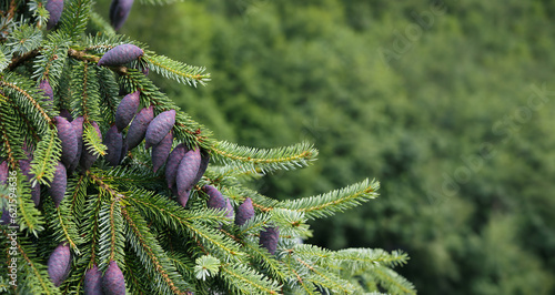Unusual purple tree cones on evergreen tree branches with defocused foliage. Close up of Serbian spruce with young purple seed cones and blue-green needles. Known as Picea omorika. Selective focus. photo