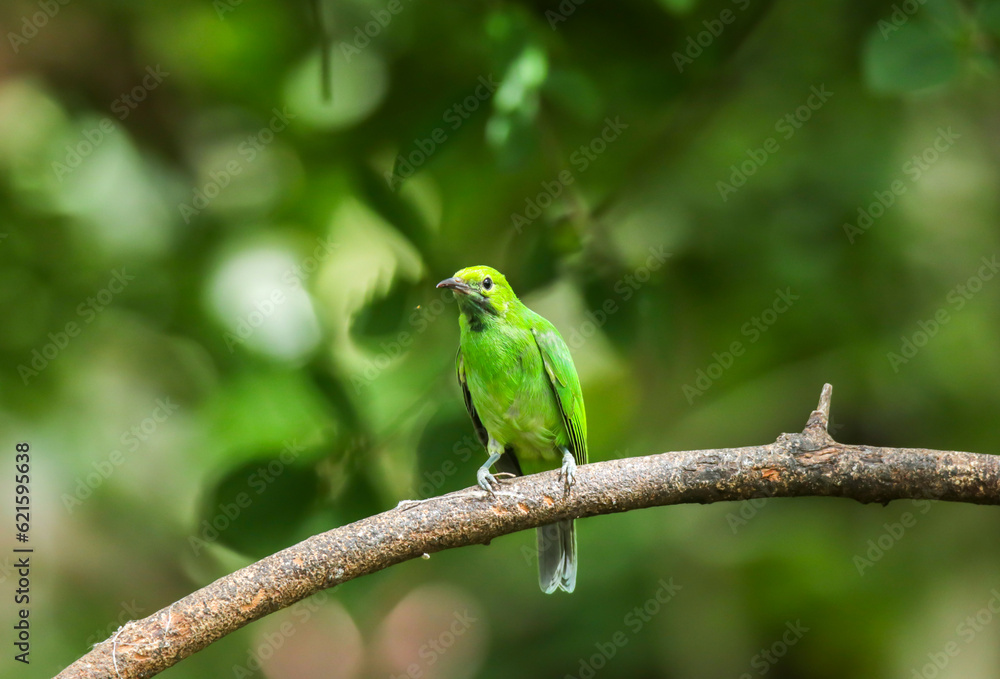 The Golden-fronted Leafbird on branch in nature