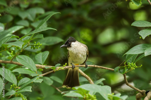 Sooty-headed Bulbul Pycnonotus aurigaster come and bathe in the wells along the rocks photo