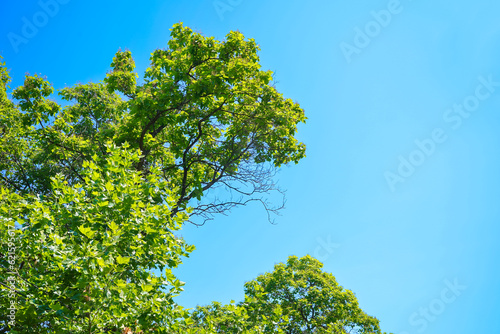 green tree on the blue sky 