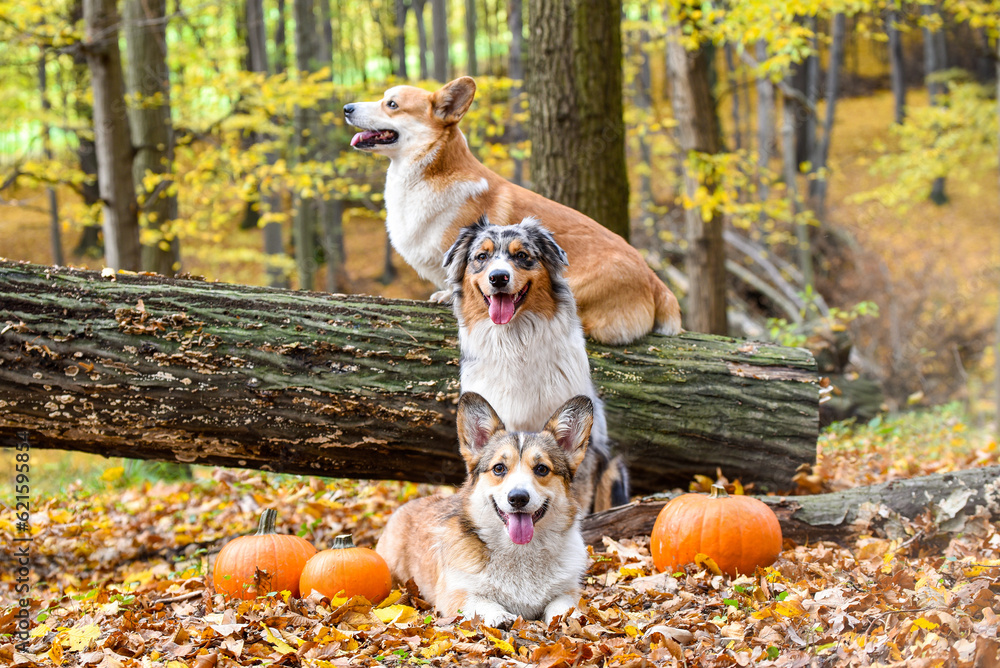 Psy rasy corgi pembroke i owczarek australijski w jesiennym lesie - obrazy, fototapety, plakaty 