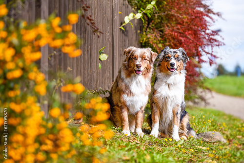 Fototapeta Naklejka Na Ścianę i Meble -  Psy rasy corgi pembroke i owczarek australijski w jesiennym lesie
