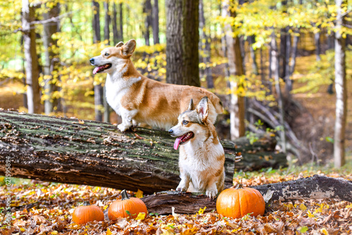 Fototapeta Naklejka Na Ścianę i Meble -  jesień i halloween z psami rasy welsh corgi i owczarek australijski