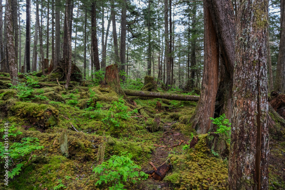 Obraz premium Lush flora in woods jungle wilderness rain forest nature landscape scenery in national park near Hoonah, Icy Strait Point in Alaska with trees, bushes, flowers and green grass environment