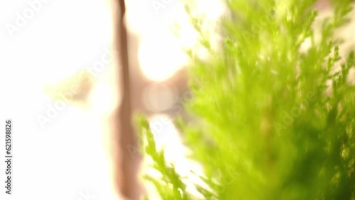 Green plants. Mini pumpkin. Mini garden. Panoramic shot of a green plant. Mini garden in the city