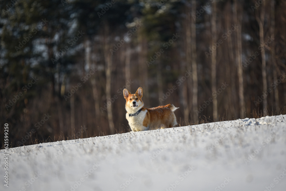 Naklejka premium pies w zimie w lesie