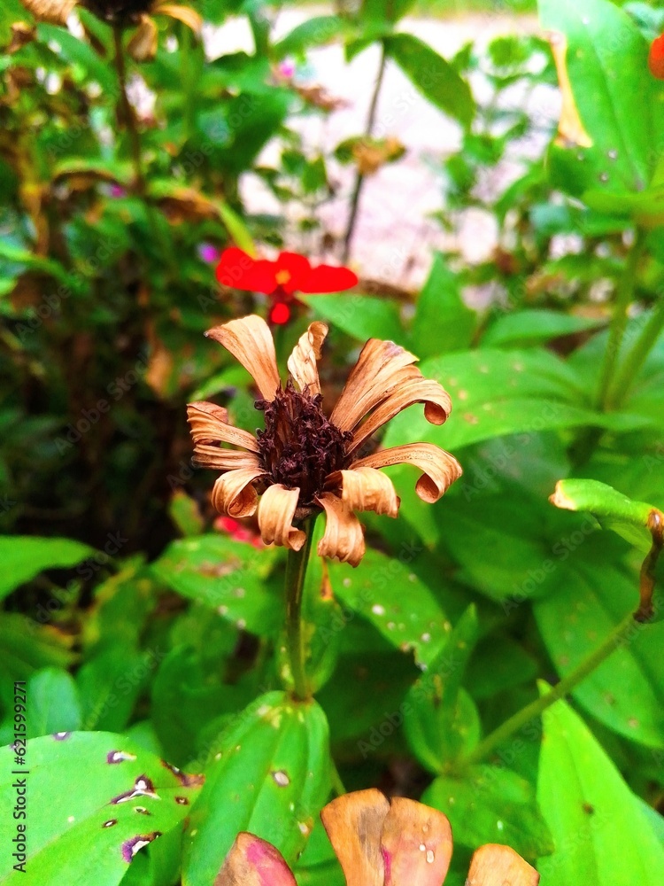 Obraz premium butterfly on flower