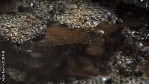 A close-up macro video of a bubbling dark oily liquid. Viscous crude oil bubbles and boils from a natural geothermal source. The thick glossy black oil gurgles as steam escapes violently from the heat photo