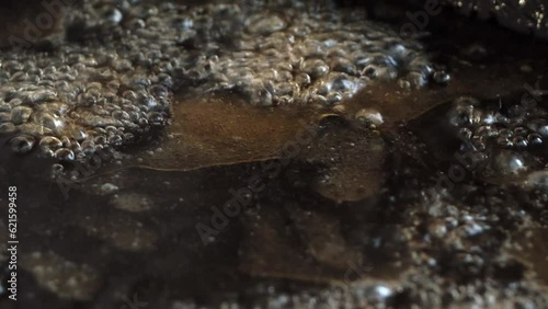 A close-up macro video of a bubbling dark oily liquid. Viscous crude oil bubbles and boils from a natural geothermal source. The thick glossy black oil gurgles as steam escapes violently from the heat