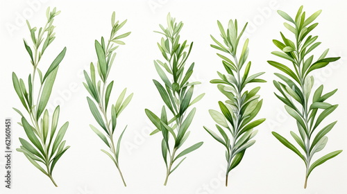 set of watercolor green leaves rosemary. Collection botanical vector isolated on white background suitable for Wedding Invitation, save the date, thank you, or greeting card, white background