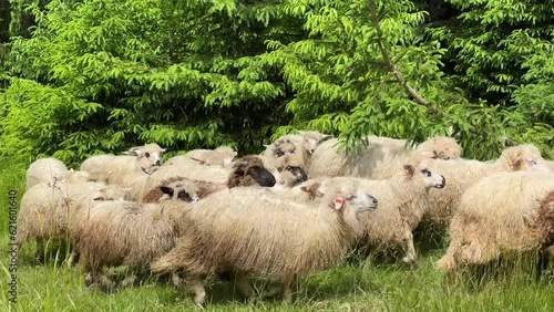 A flock of sheep graze in the forest and eat grass on a sunny day in summer
