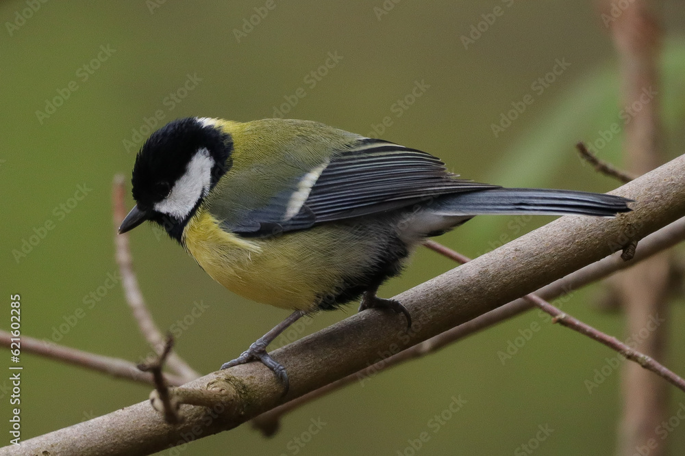 Obraz premium Mésange charbonnière (Parus major)