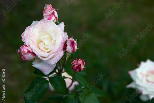 Tea-hybrid rose rose variety Anna.