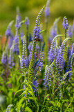 Veronica longifolia, garden speedwell or longleaf speedwell on the summer meadow