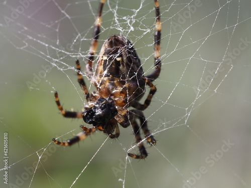 Garden spider weaving its web