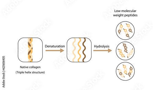 Collagen Digestion, Denaturation, Degradation and hydrolysis. Collagen digestion Gelatin Peptides and Amino acids. Vector Illustration.	
