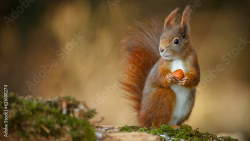 squirrel on a tree © Иван Шкрибляк