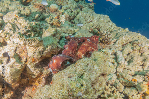 Octopus king of camouflage in the Red Sea  Eilat Israel  