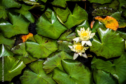 Background with yellow water lilies. Top view with water lilies. photo