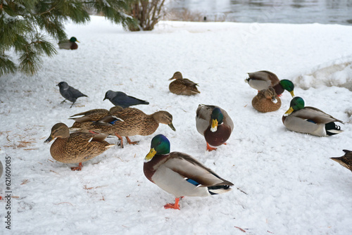 Wild ducks in the winter on the snow.