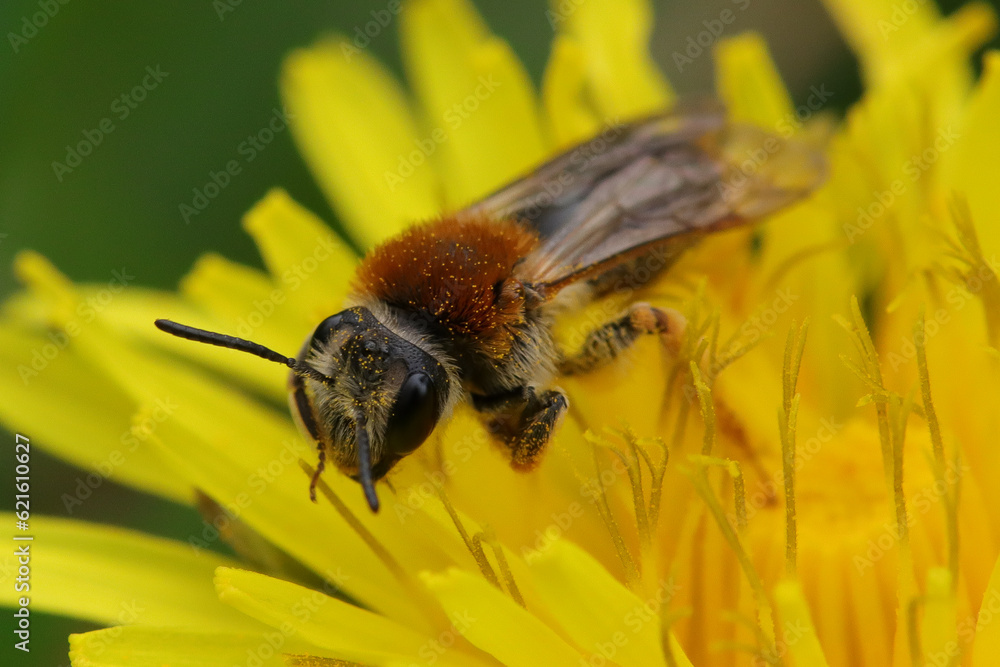 Andrène cul-rouille (andrena haemorrhoa) Andrène cul-rouille (andrena haemorrhoa)