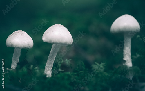 mushroom  nature  fungus  autumn  forest 