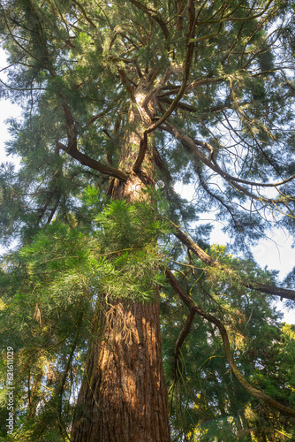 Huge mammoth tree, also known as giant redwood tree, seen from below