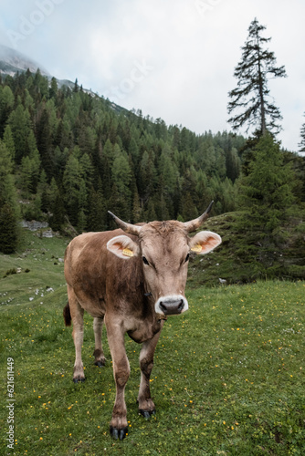 cow on a meadow