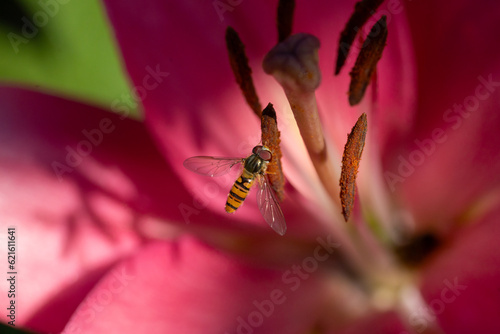 close up photo of a hoverfly - family Syrphidae. an insect sits in the middle of a flower and collecting pollen. macro shot  photo