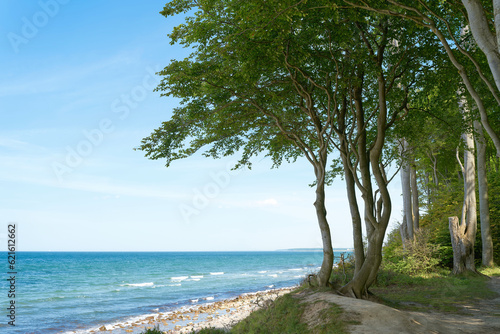 Fototapeta Naklejka Na Ścianę i Meble -  Bäume an der Steilküste der Ostsee zwischen Kühlungsborn und Heiligendamm in Deutschland
