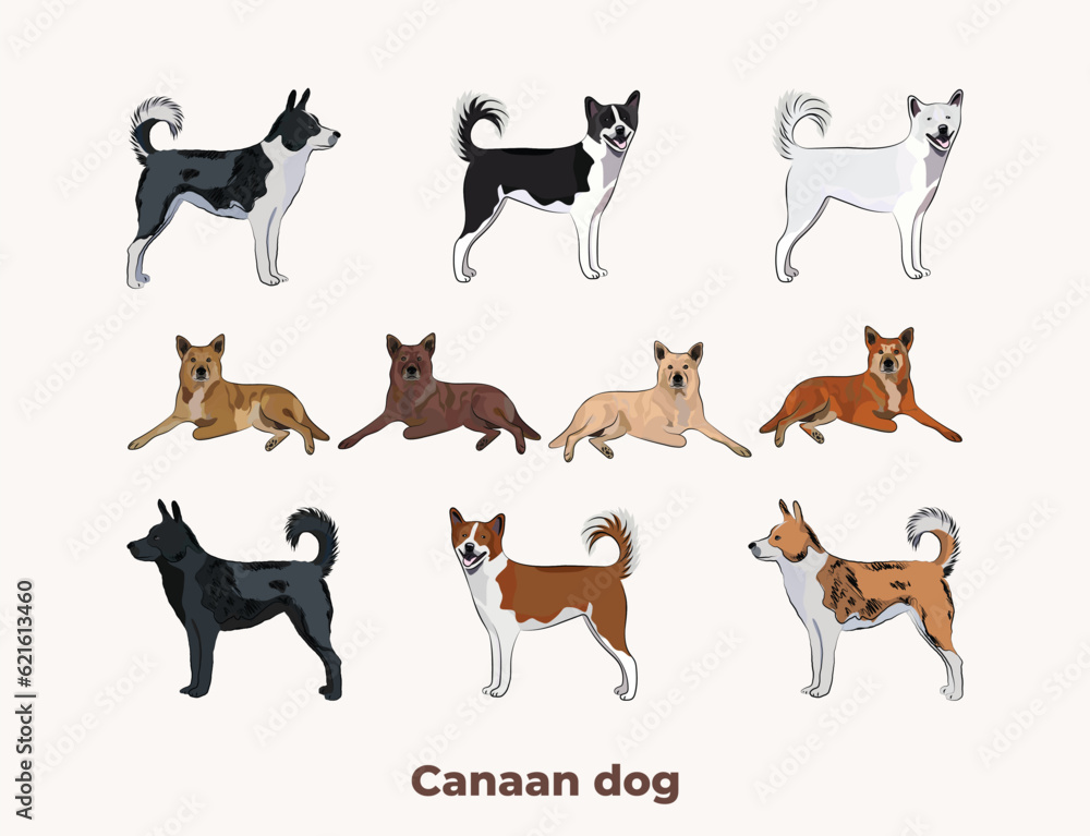 Canaan dog colors. Popular coat colors. Cute dogs characters in various poses, design for design projects. Cute cartoon vector set. Dog Drawing collection set. Red, liver standard colors mongrel dog.