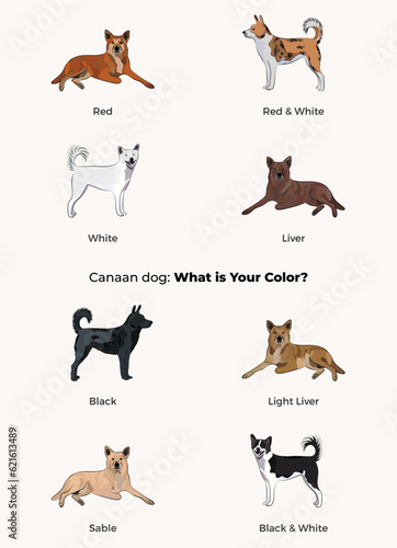 Canaan dog colors. Popular coat colors. Cute dogs characters in various poses, design for design projects. Cute cartoon vector set. Dog Drawing collection set. Red, liver standard colors mongrel dog.