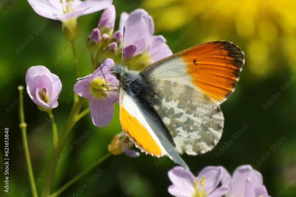 Obraz premium Aurore (anthocharis cardamines)