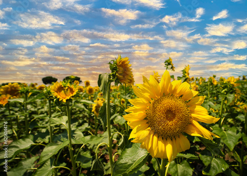 A beautiful view of a field of sunflowers on a partly cloudy but bright day