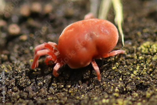 Araignée rouge (Trombidiidae indet.)