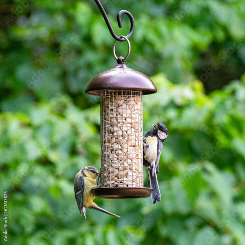Photo of birds eating peanuts from a bird feeder