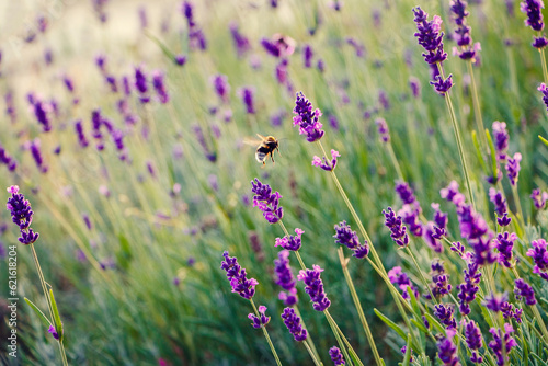 Lavender flowers Background with Bee collects nectar