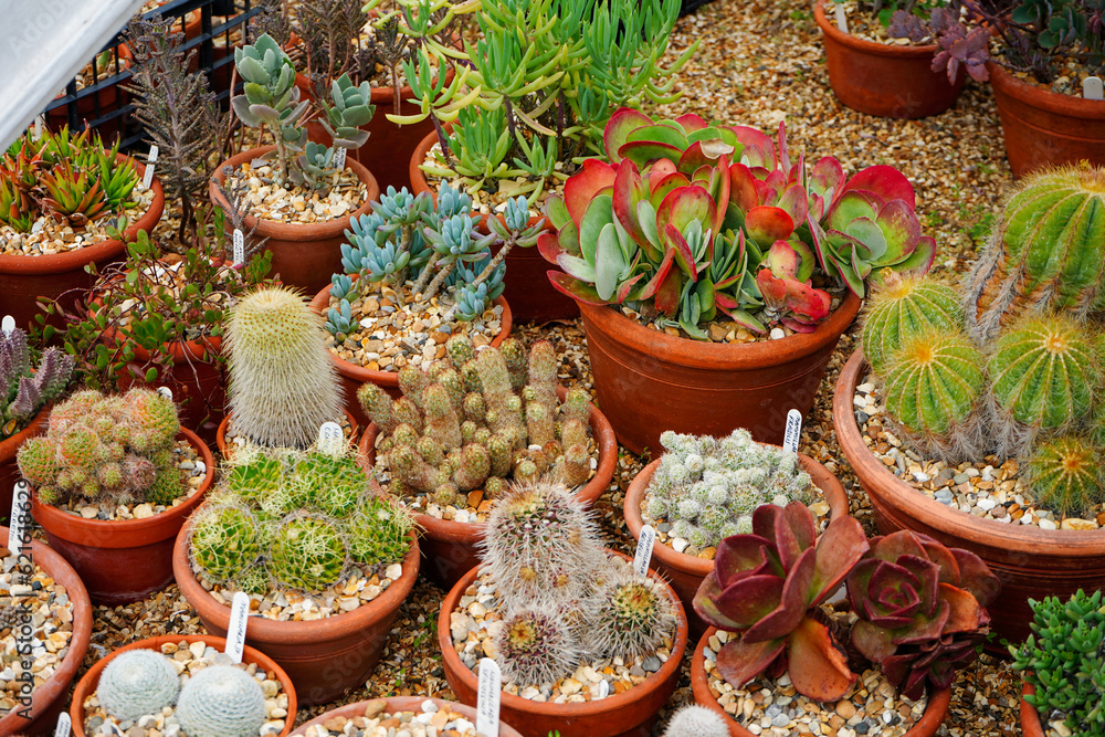 Close up of succulent plants in pots