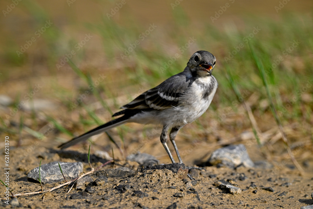 young White wagtail // junge Bachstelze (Motacilla alba) young White wagtail // junge Bachstelze (Motacilla alba)