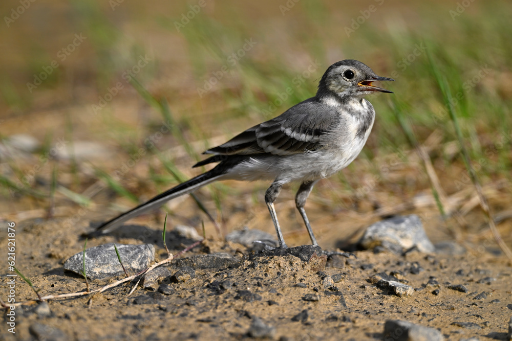 young White wagtail // junge Bachstelze (Motacilla alba) young White wagtail // junge Bachstelze (Motacilla alba)
