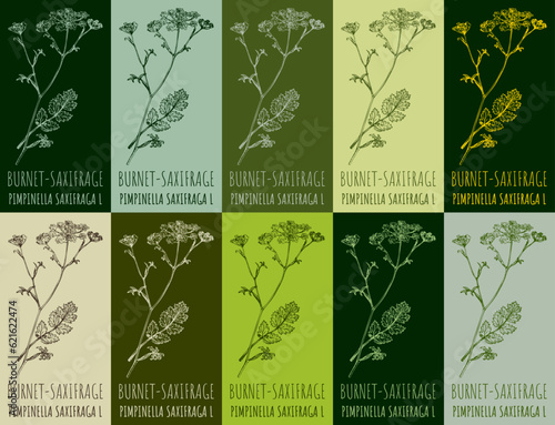 Set of vector drawing BURNET-SAXIFRAGE in various colors. Hand drawn illustration. The Latin name is PIMPINELLA SAXIFRAGA L. 