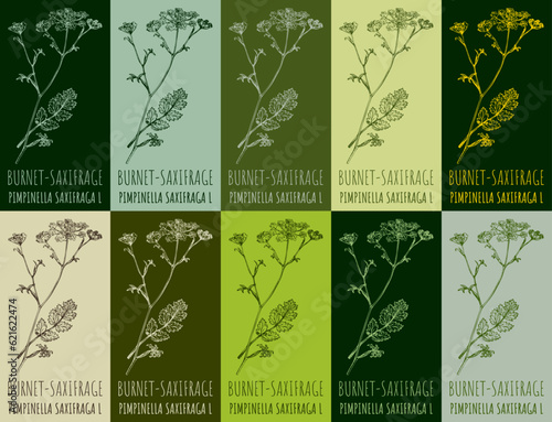 Set of vector drawing BURNET-SAXIFRAGE in various colors. Hand drawn illustration. The Latin name is PIMPINELLA SAXIFRAGA L.
