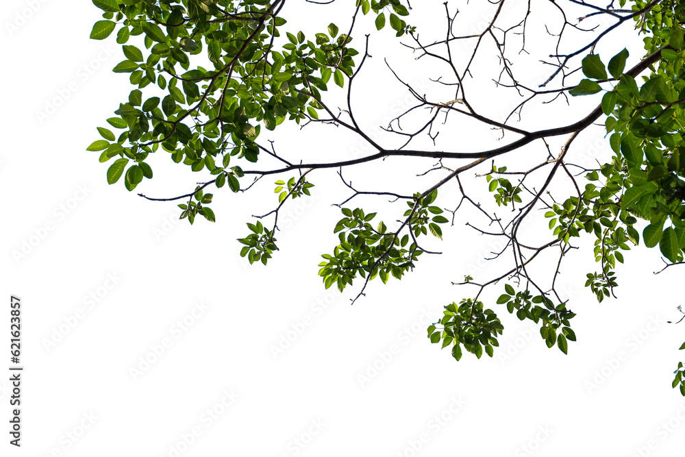 Green leaves isolated on white background. Clipping path included in file.