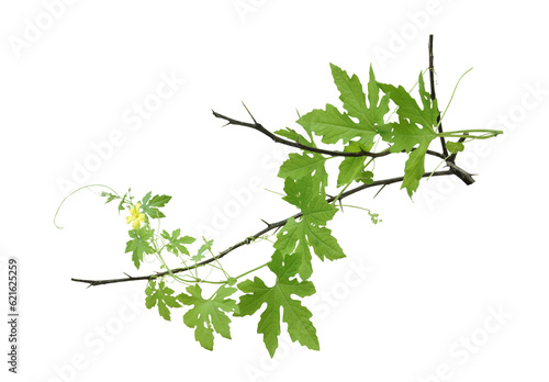 Branch of Bitter melon leaves isolated on transparent background.